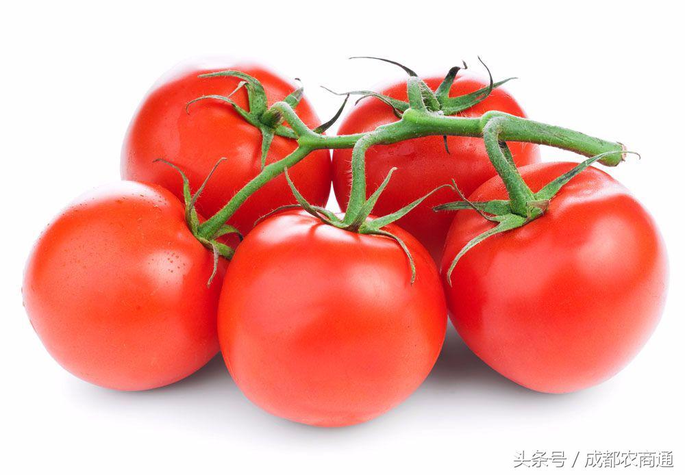 茄子是水果还是蔬菜，茄子可以当水果吃吗