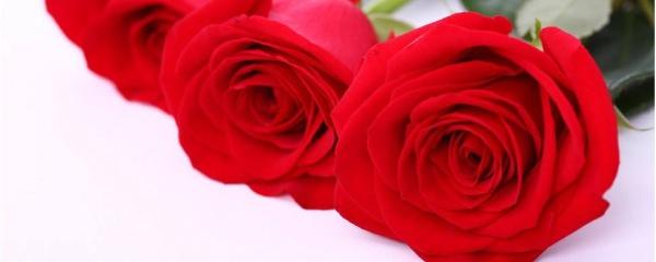 卡罗拉玫瑰花语有什么代表意义，卡罗拉玫瑰寓意