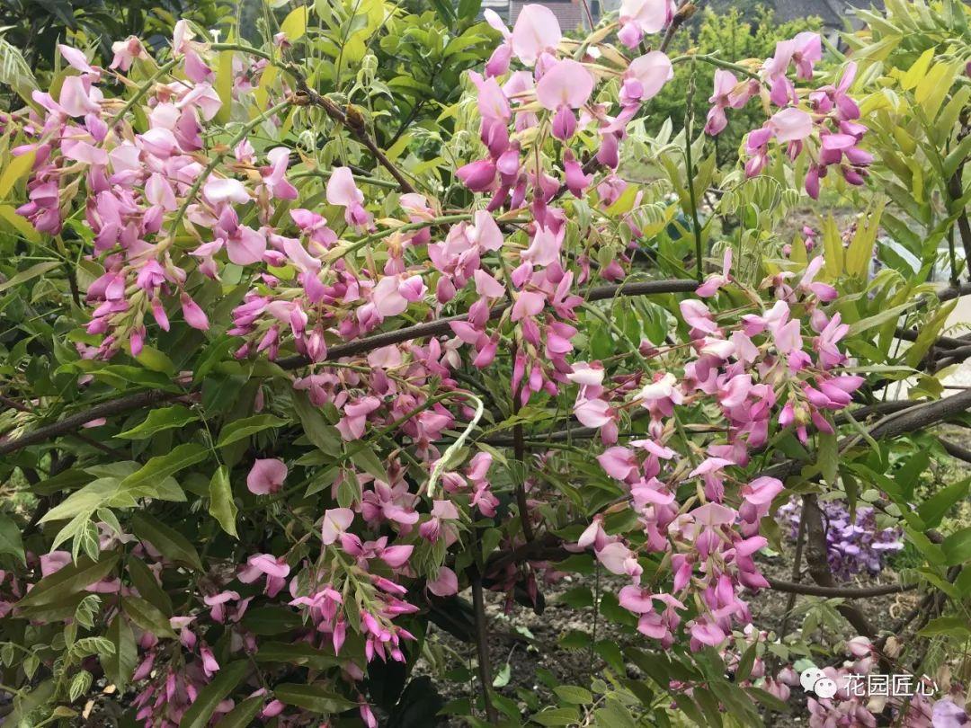 紫藤花哪个品种最漂亮，什么紫藤花最好看