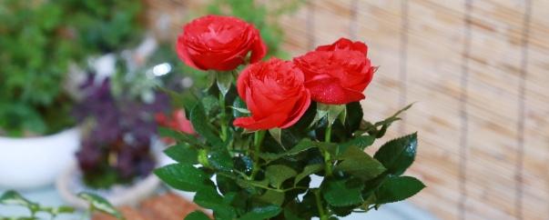 玫瑰种子的种植方法和时间，玫瑰种子多久能发芽