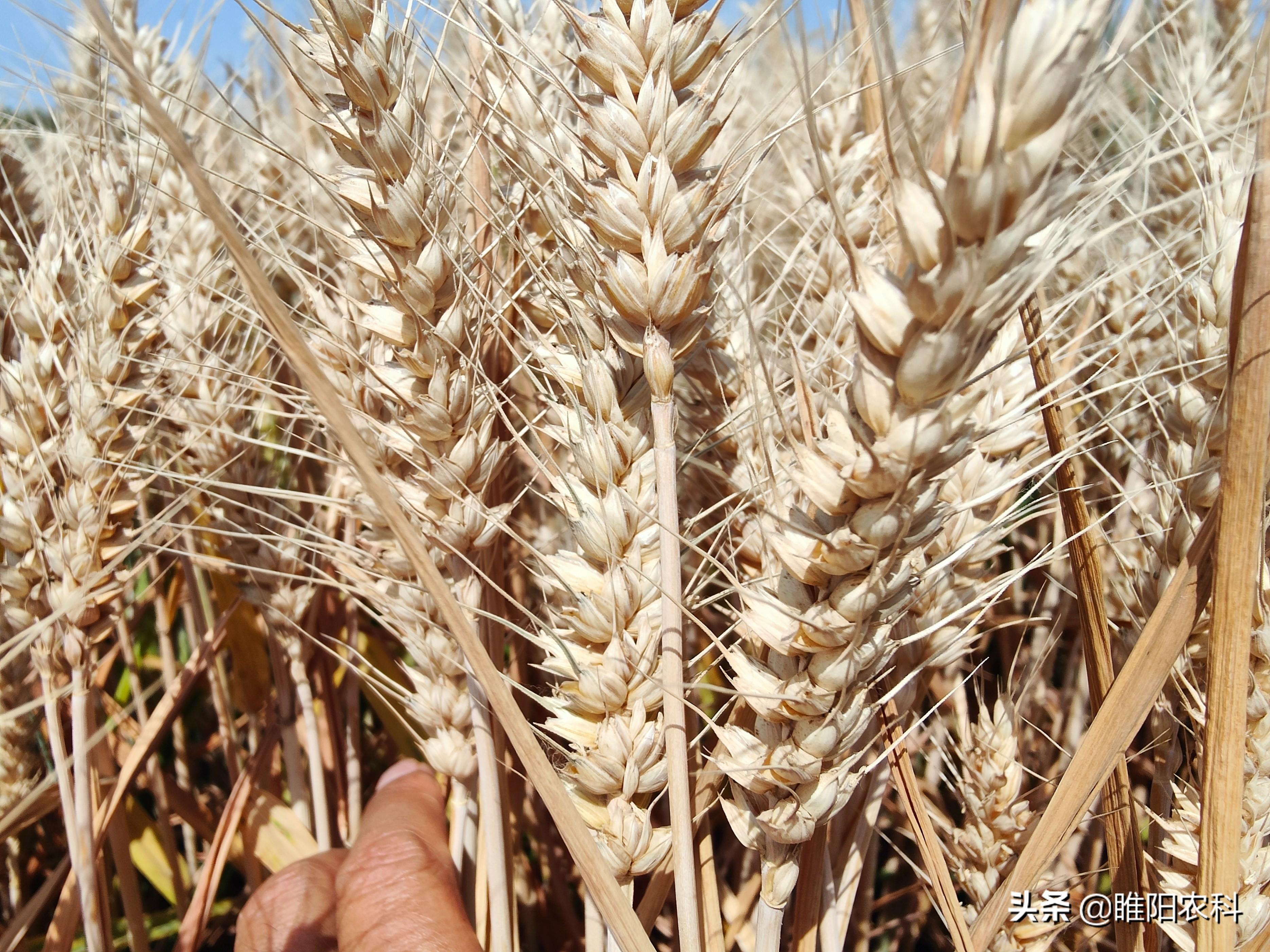 排名第一的小麦品种，高产量小麦排行榜