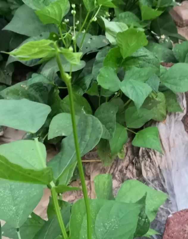 云豆角种植时间和方法，云豆角的栽培要点分享