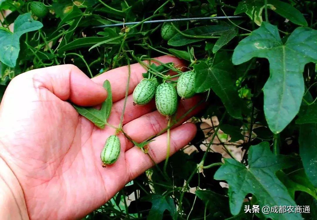 西瓜苗怎么培育和种植，西瓜苗的栽培养护技术