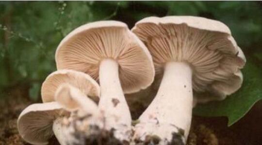 口蘑里面一圈黑色能吃吗，如何防止口蘑变质