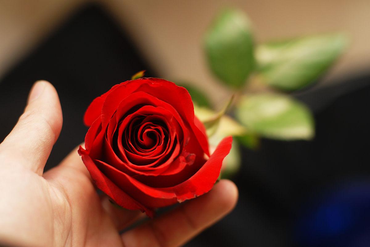 玫瑰花的寓意和花语，不同支数玫瑰花象征的寓意是什么