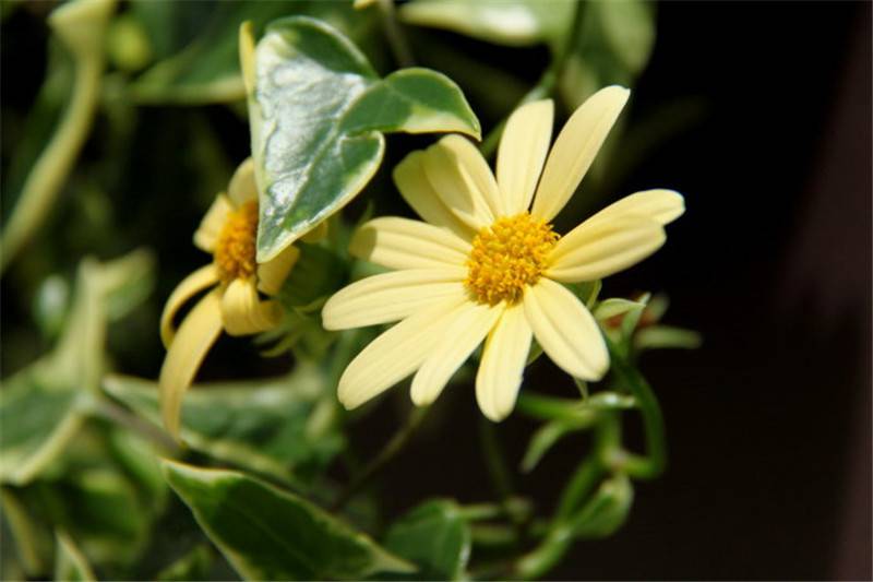 菊科植物包含哪些，常见的几种菊科植物种类