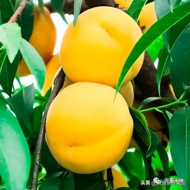 黄桃哪里产的最好吃，中国最好的黄桃产地