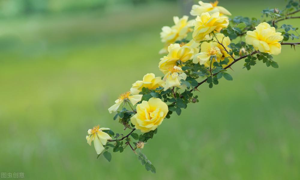 十大凄美之花的花语，什么花代表伤感的意思