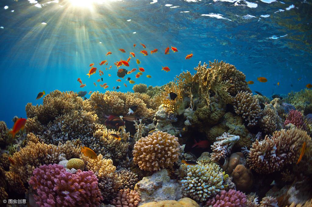珊瑚分几种，珊瑚的种类有哪些