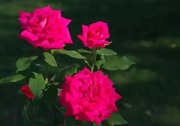 蔷薇与玫瑰有什么区别，蔷薇和玫瑰的不同点介绍