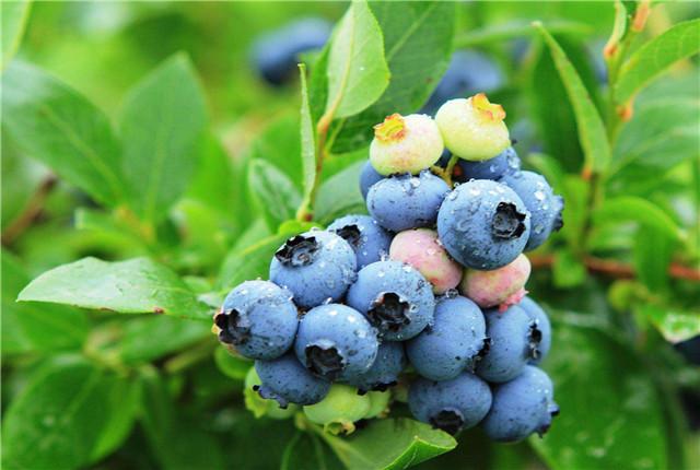 蓝莓在北方能种植吗，蓝莓对生长环境的要求有哪些