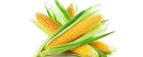 玉米多久发芽出苗，玉米的育苗栽培技术