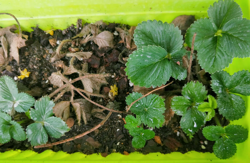 盆栽草莓的养殖方法和注意事项，新手该怎么养盆栽草莓