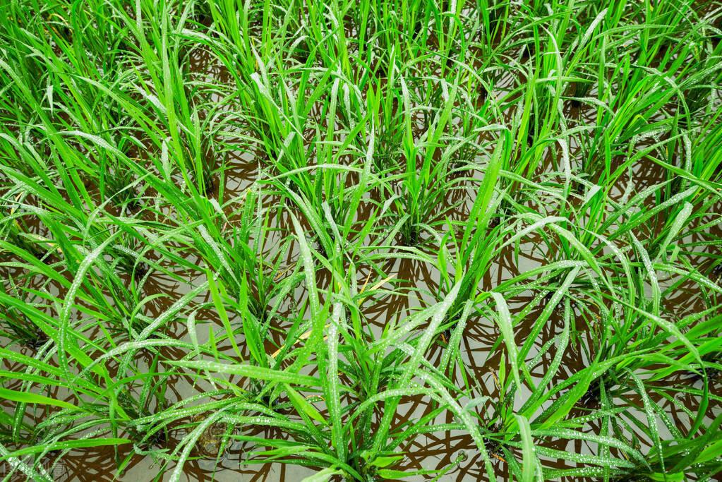 水稻一年几熟，水稻的生长周期