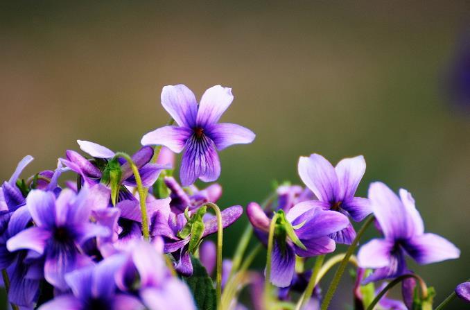 紫花地丁花语是什么，紫花地丁又叫什么