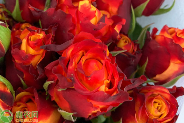 金辉玫瑰的花语和寓意，金辉玫瑰象征和意义是什么