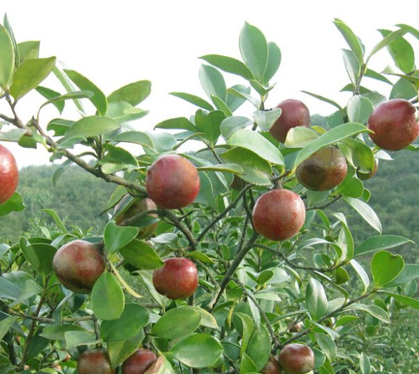 油茶树的种植栽培管理技术，栽培油茶树的方法要点讲解