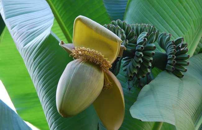 芭蕉生长环境和条件？芭蕉适合什么温度气候的地区生长