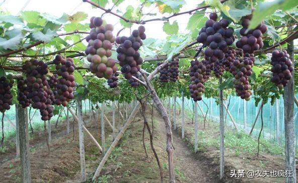 葡萄苗什么时候种植好，栽种葡萄苗的方法技巧
