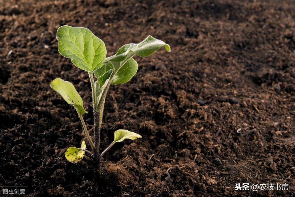 茄子苗怎么种植和管理，养护茄子的技巧和方法