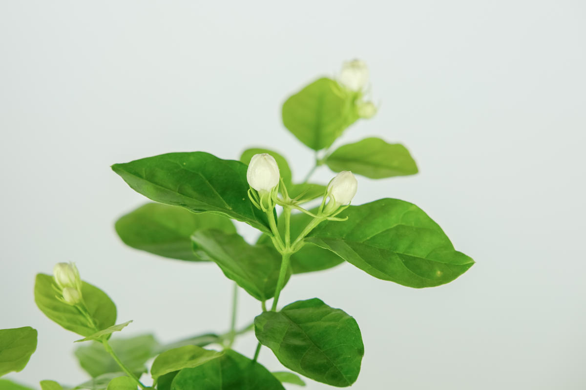 茶叶水可以浇什么植物，哪些花草可以用茶叶水养