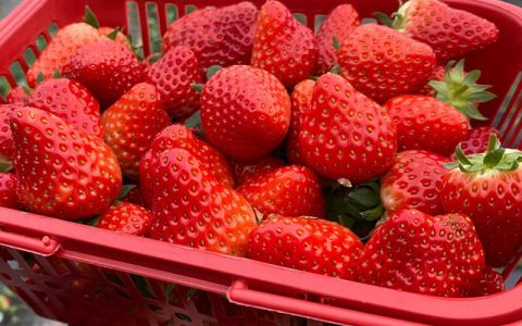 4亩草莓大棚一年能挣多少钱，种植草莓的各项情况分析