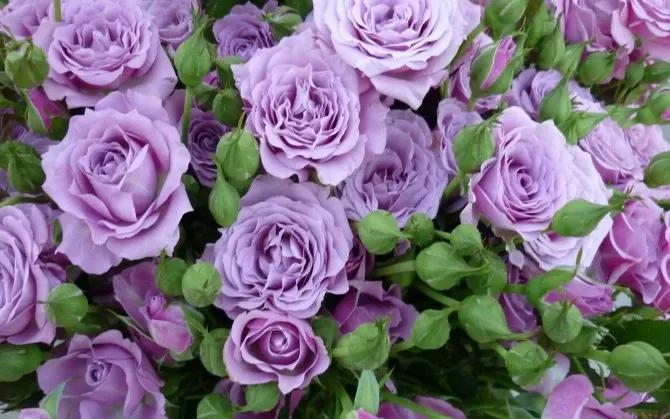 粉色玫瑰花语11朵，各色玫瑰代表的花语