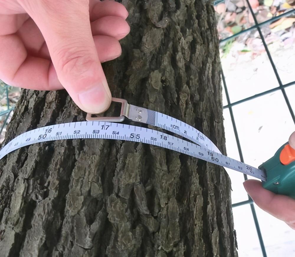 树的胸径怎么测量，绿花树木的胸径从哪算
