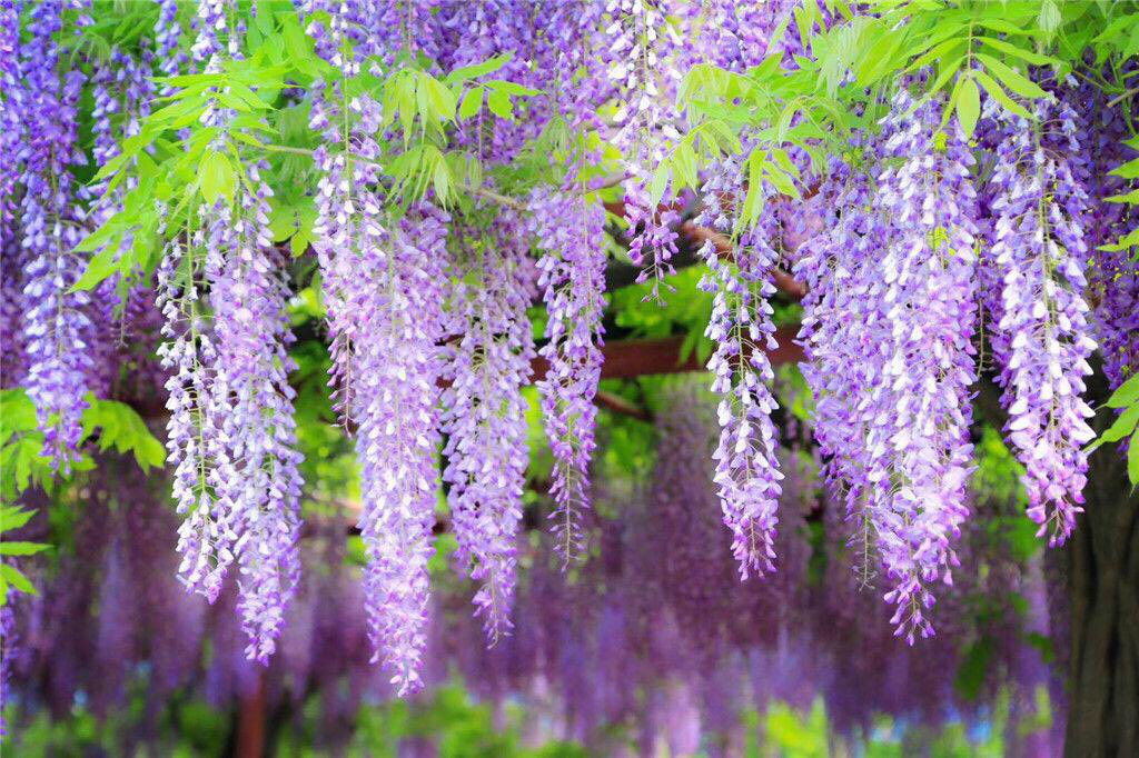 紫藤花怎么种植才开花，紫藤花的栽培方法和注意事项