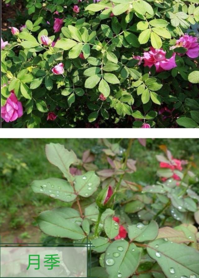 月季花和玫瑰花的区别？两者的区别和分辨方法