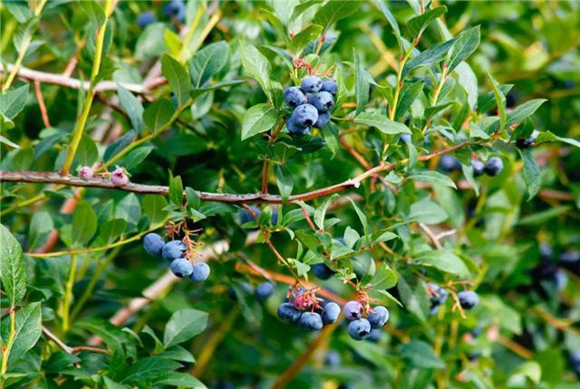 蓝莓在北方能种植吗，蓝莓对生长环境的要求有哪些