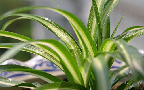 冬天冻不死的常绿植物，冬季耐寒的植物有哪些
