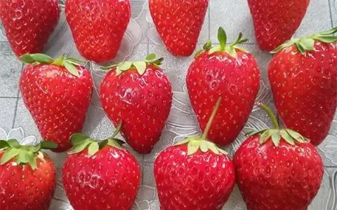 草莓的品种有哪些，比较好吃的草莓品种推荐