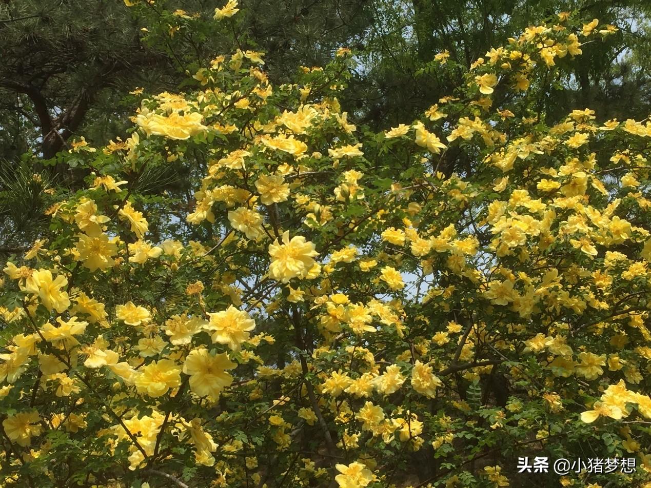 黄刺玫花的花语，黄刺玫花的寓意是什么