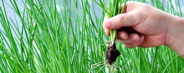 小葱生长需要的环境,简单描述小葱生长过程