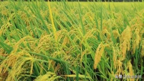 种水稻的技巧，什么时间季节适合种植水稻