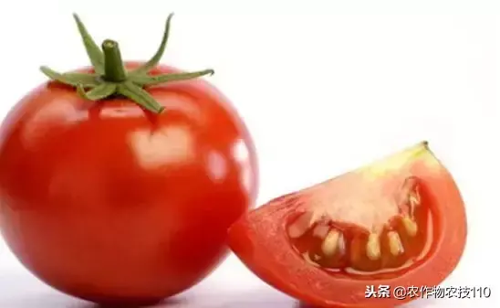 如何让番茄一夜间变红，西红柿崔红的方法