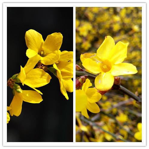迎春花和连翘花的区别，详解两者的不同点