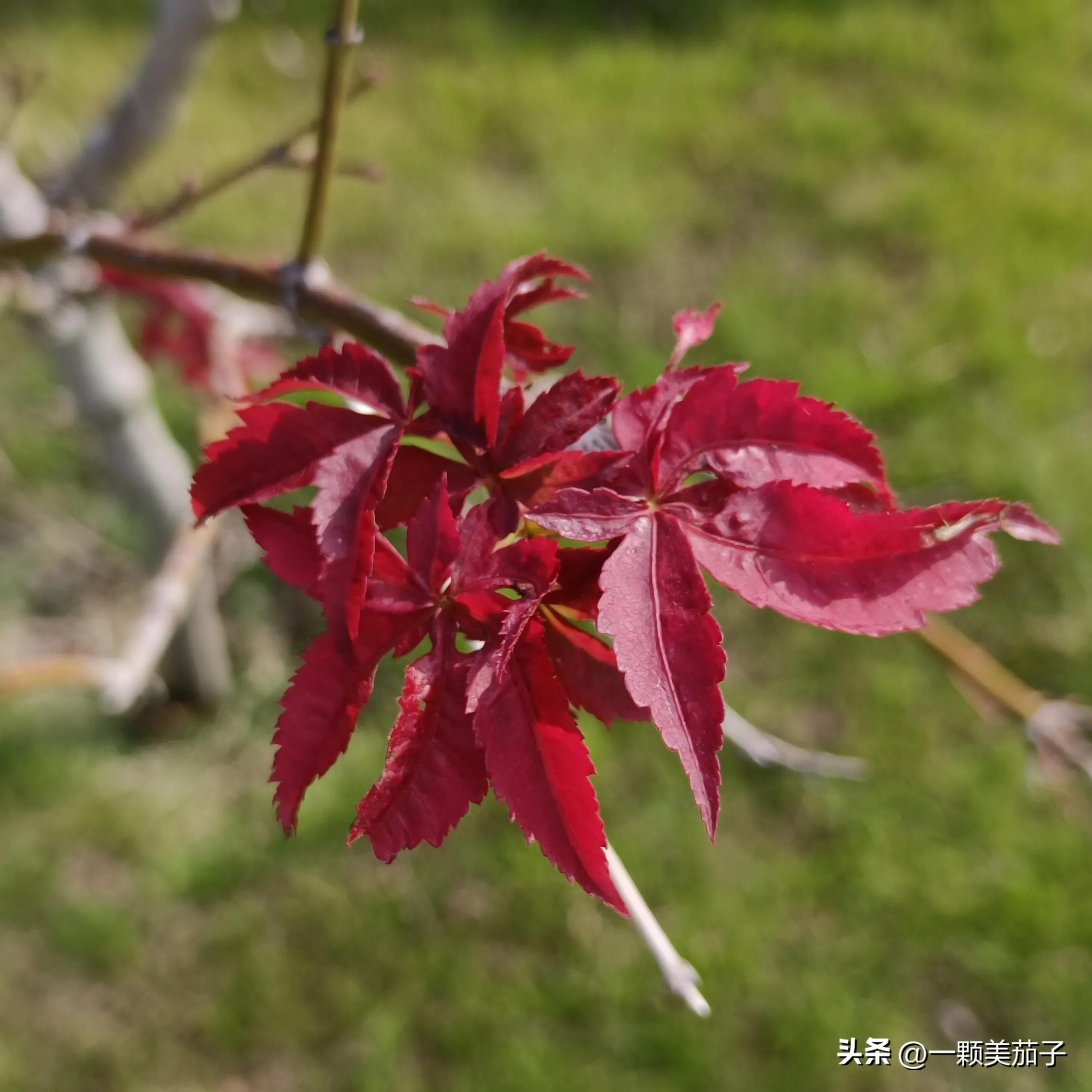 红枫的寓意是什么，红枫的花语和深意