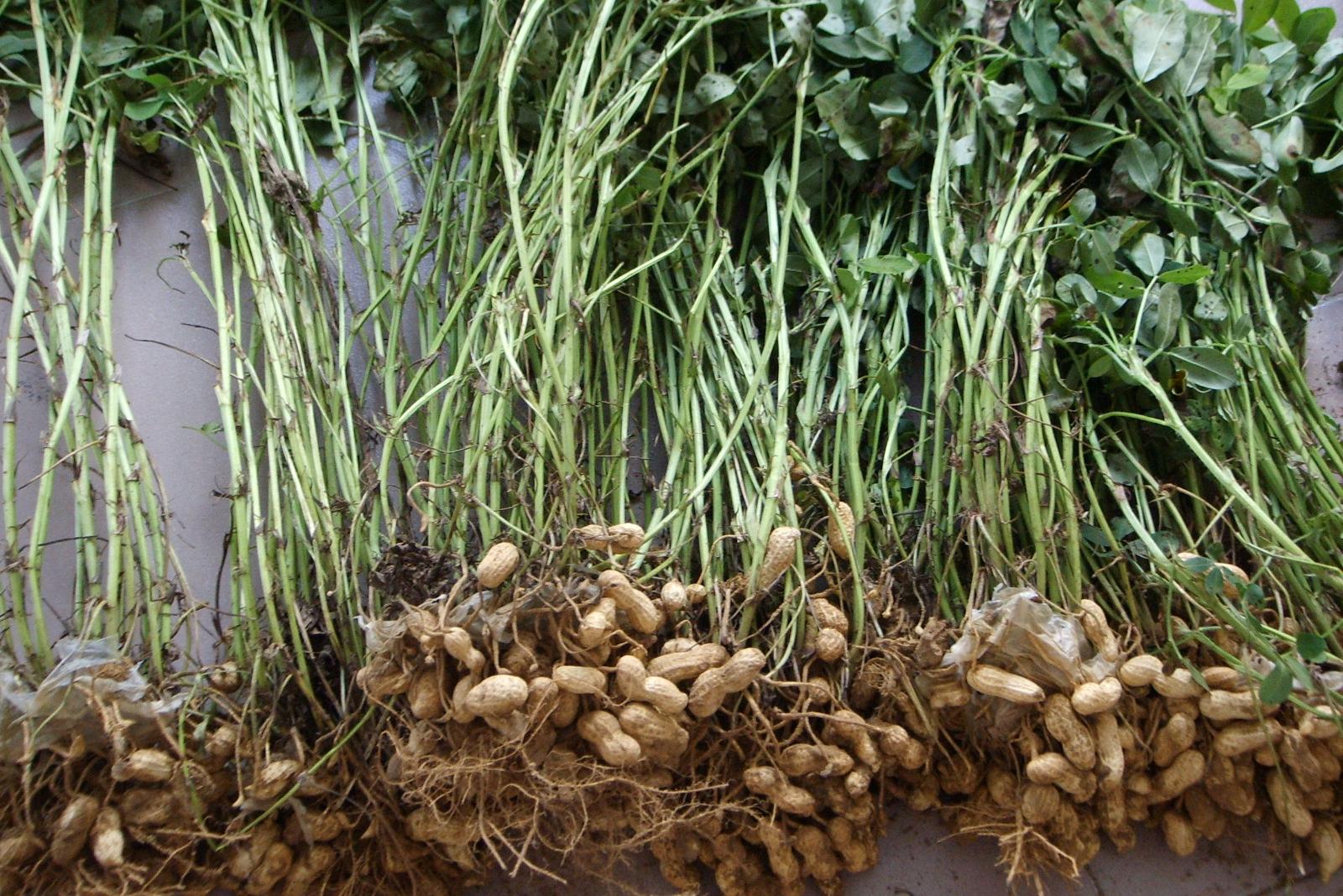 豆科植物有哪些?常见的豆类植物种类大全