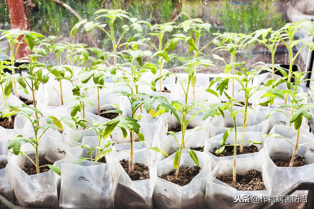 西红柿种子怎样育苗，讲述西红柿的育苗要点有哪些