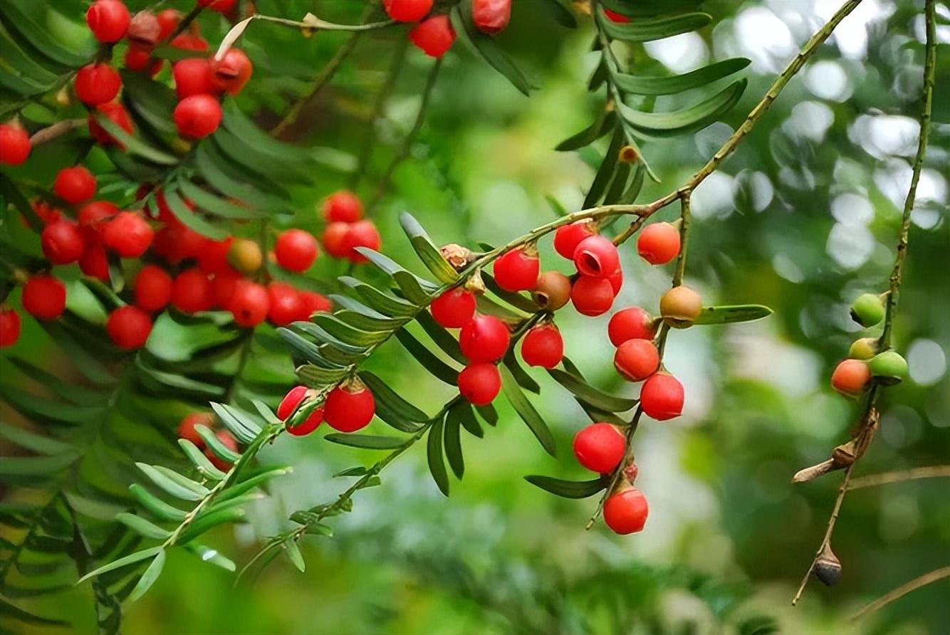 红豆杉是几级保护植物，红豆杉的相关资料介绍
