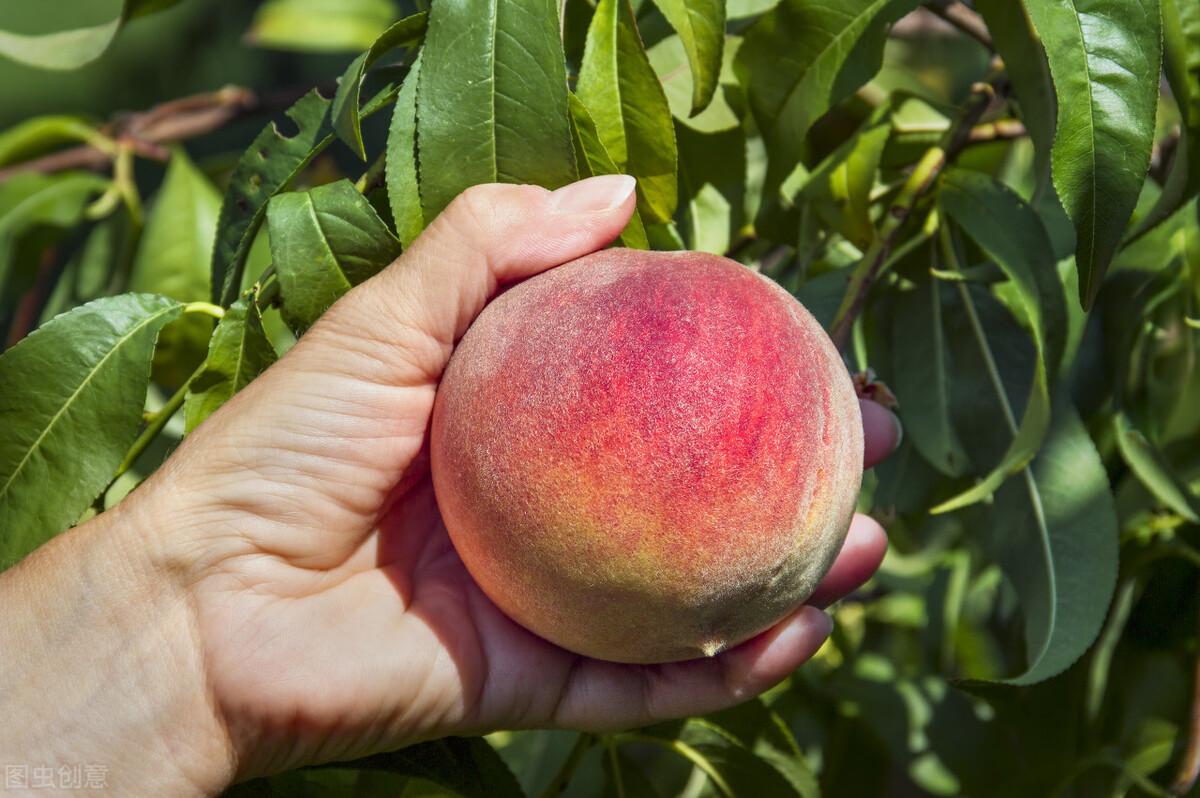 桃子核怎么种才会发芽，桃子育芽的方法分享