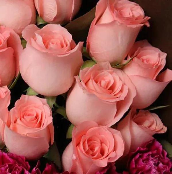 橙色玫瑰花代表的含义，各种颜色玫瑰花的花的花语介绍
