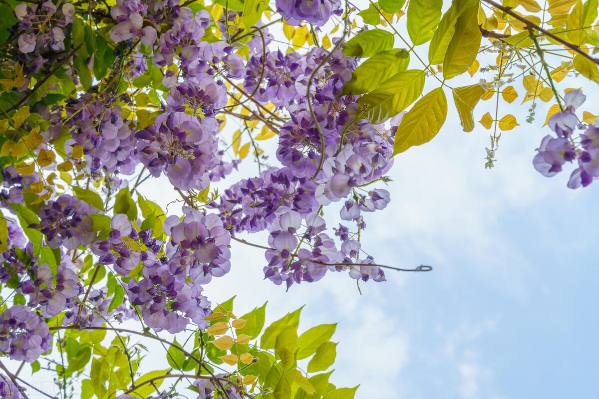 紫藤萝花语和寓意，紫藤萝象征的意义是什么