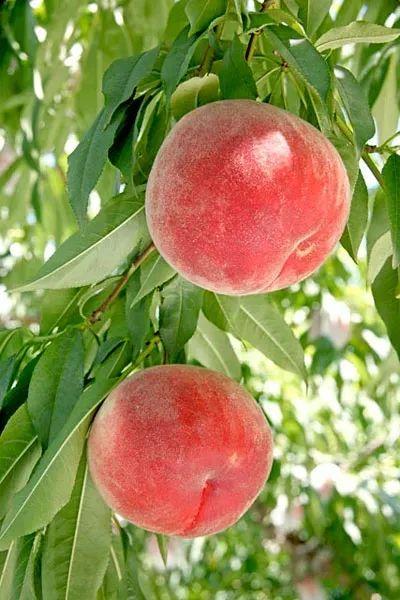 冬桃哪个品种最甜最好吃，几大冬桃排行榜