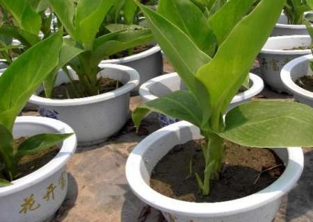 水生美人蕉的种植方法（水生美人蕉的栽培时间和技术）