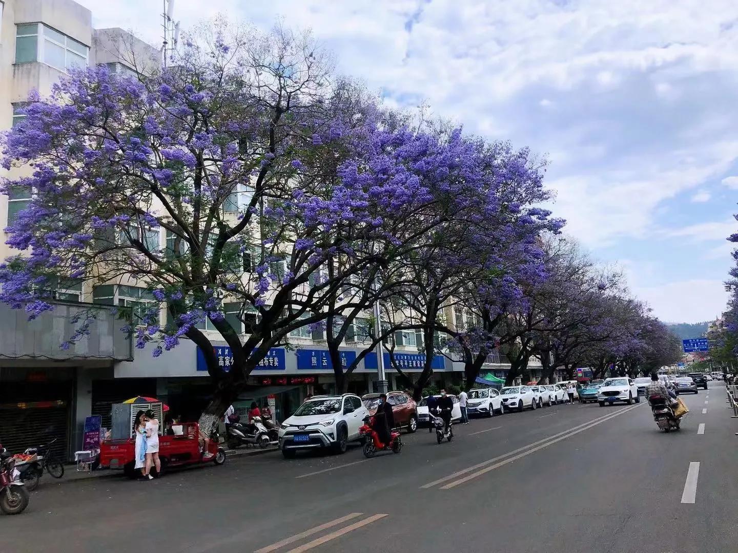 蓝花楹是哪个城市的市花，蓝花楹是不是西昌的市花