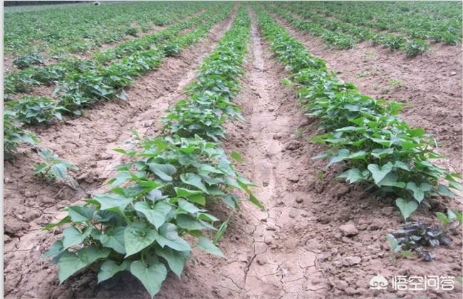 西瓜红红薯亩产量一般是多少？一亩能产多少斤