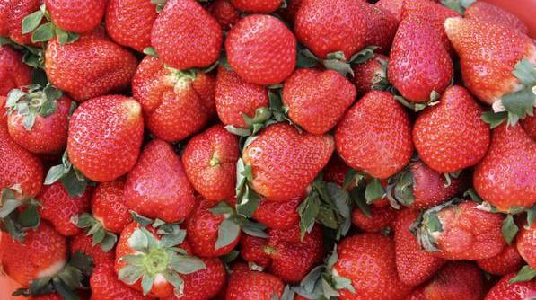 产量高的草莓品种有哪些，好吃产量高的草莓品种介绍